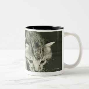 Tasse 2 Couleurs Deux chatons se cachant dans le vase, (B&W)