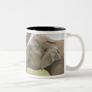 Tasse 2 Couleurs Éléphants asiatiques indiens s'amusent à se battre