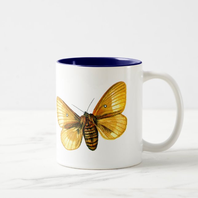 Tasse 2 Couleurs femelle de Bombyx quercus (Droit)