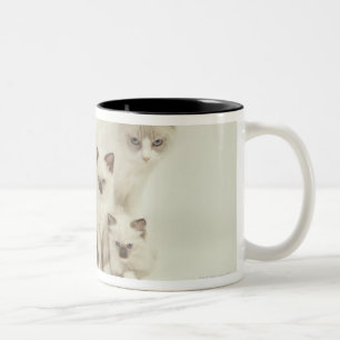 Tasse 2 Couleurs Femelle de chat de Ragdoll avec des chatons
