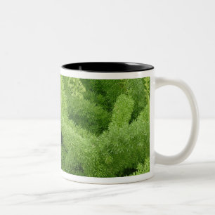 Tasse 2 Couleurs Foxtail Fern, Asparagus densiflorus myers