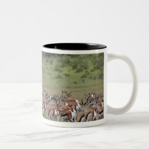 Tasse 2 Couleurs grand troupeau de Springbock, marsupialis
