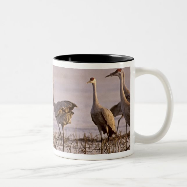 Tasse 2 Couleurs Granes de Sandhill Grus canadensis) Platte (Droit)