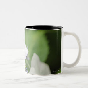 Tasse 2 Couleurs Grenouille d'arbre se reposant sur un hortensia,