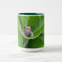 Grenouille des arbres