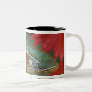 Tasse 2 Couleurs Grenouille et réflexions parmi les fleurs. Crédit 
