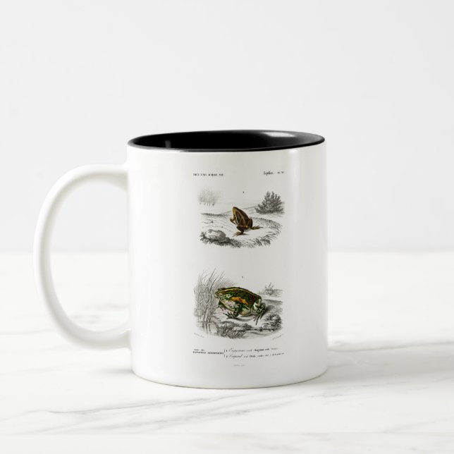 Tasse 2 Couleurs Grenouille ovale et crapaud vert (Gauche)