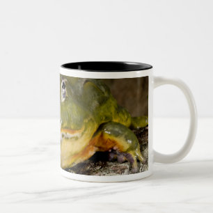 Tasse 2 Couleurs Grenouille-taureau africaine, Pyxicephalus