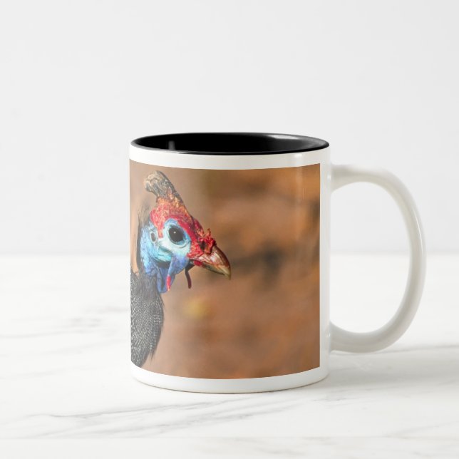 Tasse 2 Couleurs Helmeted Guinea Fowl (Numida meleagris). Afrique, (Droit)