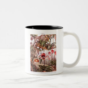 Tasse 2 Couleurs Illustration 1911 de variété de fleur d'orchidée