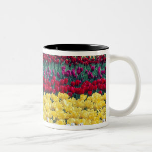 Tasse 2 Couleurs Jardin de tulipes dans le comté de Skagit,