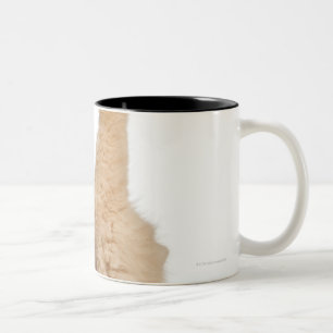 Tasse 2 Couleurs Jeu de Persan (3 années)