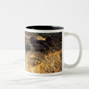 Tasse 2 Couleurs LE PARC NATIONAL DE CAPITOL REEF, UTAH.États-Unis