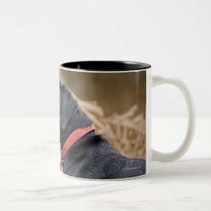 Tasse 2 Couleurs Le R-U, Angleterre, Suffolk, forêt de Thetford,