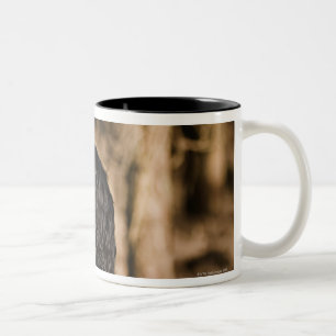 Tasse 2 Couleurs Le R-U, Angleterre, Suffolk, forêt de Thetford,