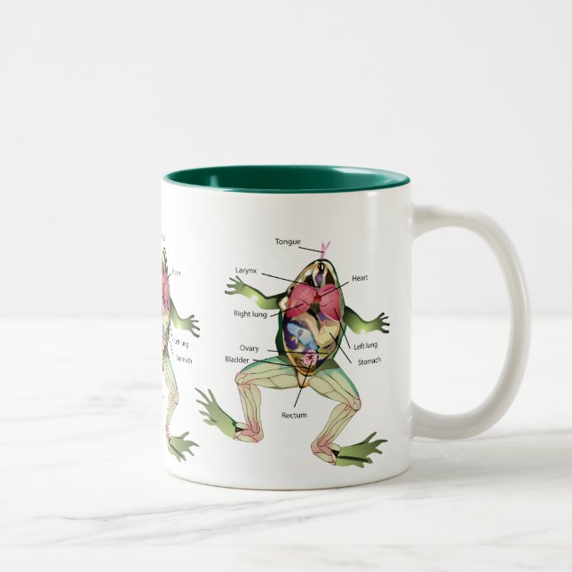 Tasse 2 Couleurs L'illustration de l'anatomie de la grenouille (Droit)