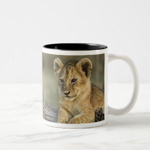 Tasse 2 Couleurs Lionceaux sur rondin