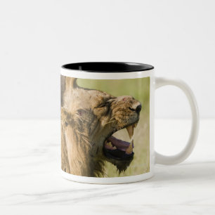 Tasse 2 Couleurs Lions masculins hurlant, un plus grand