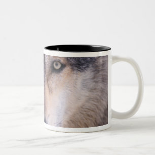 Tasse 2 Couleurs loup gris, Canis lupus, gros plan sur les yeux