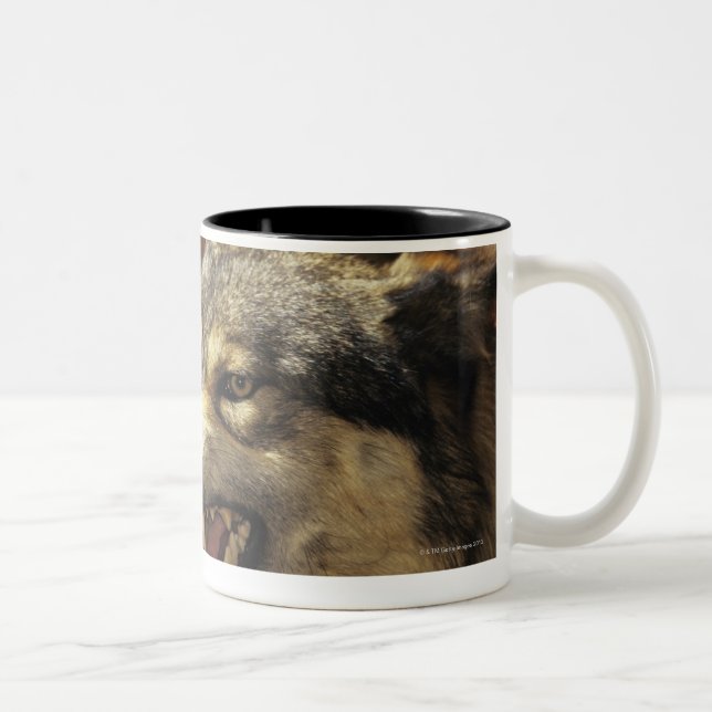 Tasse 2 Couleurs Loup (lupus de Canis) grondant, headshot, avec (Droit)