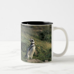 Tasse 2 Couleurs Manchot de Magellan (Spheniscus magellanicus),