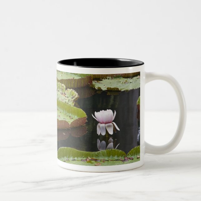 Tasse 2 Couleurs Maurice, Pamplemousses, SSR Botanique (Droit)