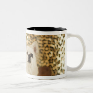 Tasse 2 Couleurs Mélange de Pomeranian