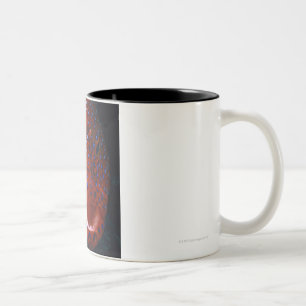 Tasse 2 Couleurs Mérou de bijou, miniata de Cephalopholis