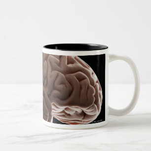 Tasse 2 Couleurs Modèle de l'esprit humain, tir de studio