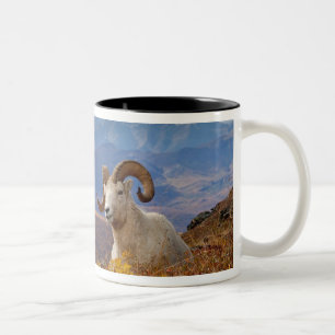 Tasse 2 Couleurs mouflon de Dall, Ovis dalli, bélier