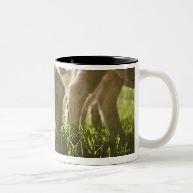Tasse 2 Couleurs Moutons frôlant dans l'herbe (Droit)