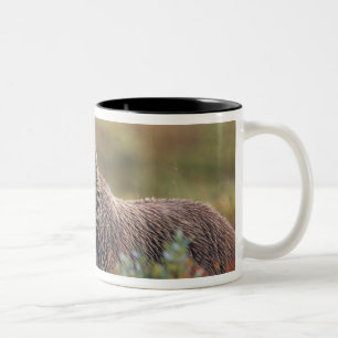 Tasse 2 Couleurs NA, États-Unis, Alaska, Parc national Denali, Ours