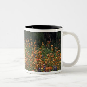 Tasse 2 Couleurs NA, États-Unis, Texas, Hill Country, pinceau et
