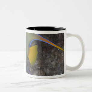 Tasse 2 Couleurs Natation de scalaire de la Reine (ciliaris de