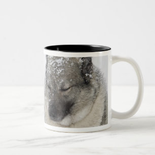 Tasse 2 Couleurs Norvégien Elkhound