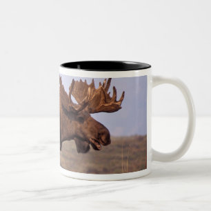 Tasse 2 Couleurs orignal, Alces alces, taureau aux gros bois
