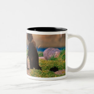 Tasse 2 Couleurs Ours brun, Ursus arctos, péninsule d'Alaska,
