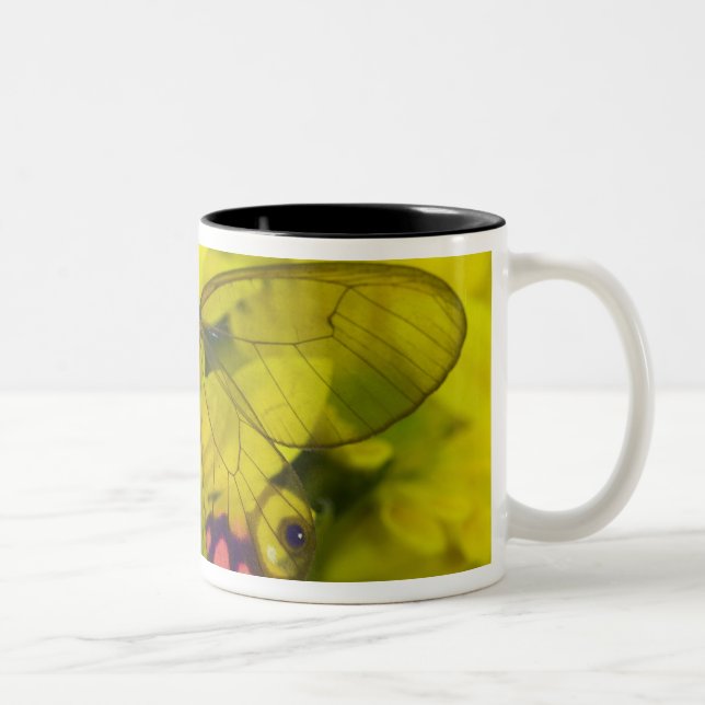 Tasse 2 Couleurs Papillon sur jaune (Droit)