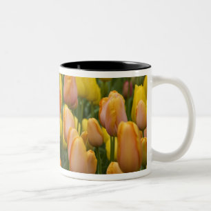 Tasse 2 Couleurs Pays-Bas aka Hollande), Lisse. Keukenhof 9