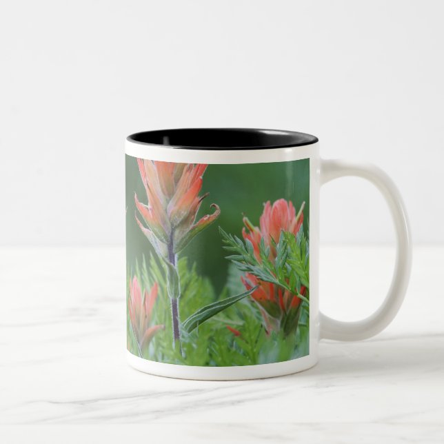Tasse 2 Couleurs Pinceau indien, Castilleja miniata, Ouray, (Droit)