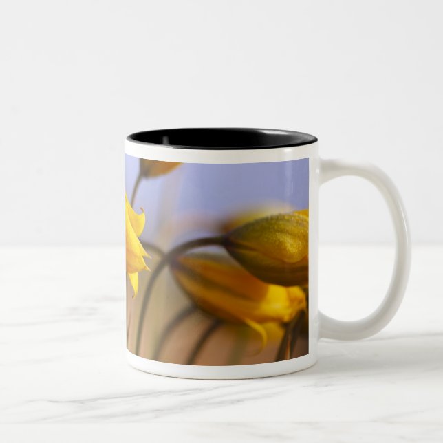 Tasse 2 Couleurs Plan rapproché des jonquilles (Droit)