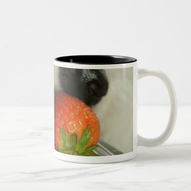 Tasse 2 Couleurs Plan rapproché d'un Bichon Frise mangeant une (Droit)