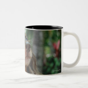 Tasse 2 Couleurs Plan rapproché d'un chien de teckel se reposant