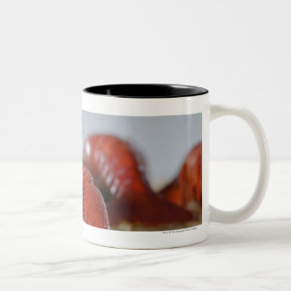 Tasse 2 Couleurs Plan rapproché d'un crabe sur des bâtons