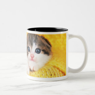 Tasse 2 Couleurs Pli d'écossais ; est une race de chat avec un