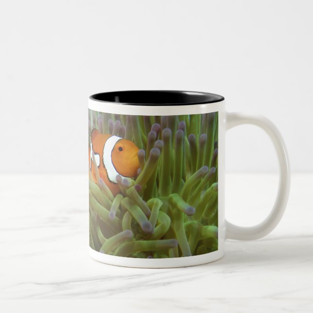 Tasse 2 Couleurs Poisson clown ( Amphiprion ocellaris ) (Droit)
