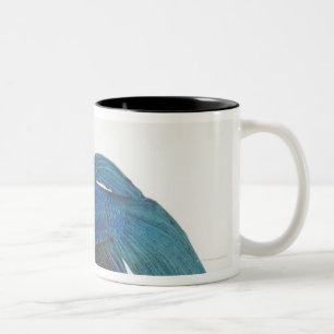 Tasse 2 Couleurs Poissons de Betta ou poissons de combat siamois