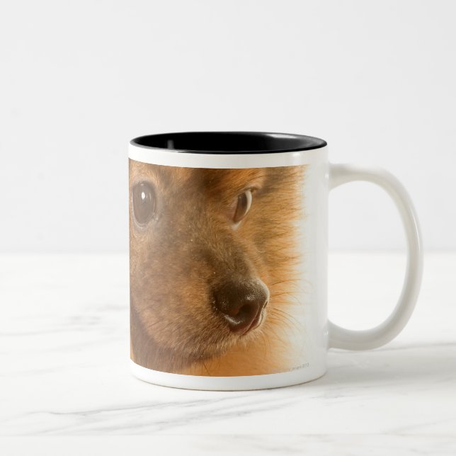 Tasse 2 Couleurs Pomeranian (Droit)