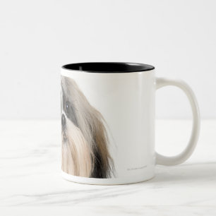 Tasse 2 Couleurs Portrait de studio de Shih Tzu