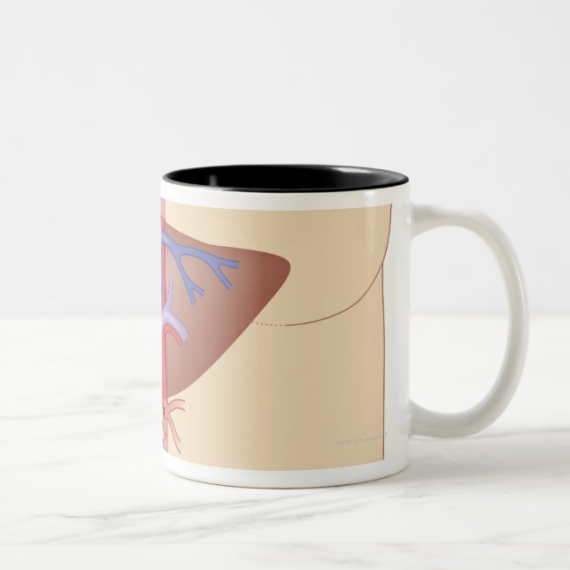 Tasse 2 Couleurs Procédure de greffe de foie (Droit)